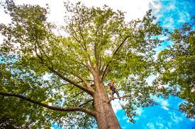 Best Tree Cabling and Bracing  in Green Meadows, OH