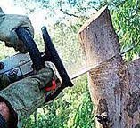 Best Fruit Tree Pruning  in Green Meadows, OH