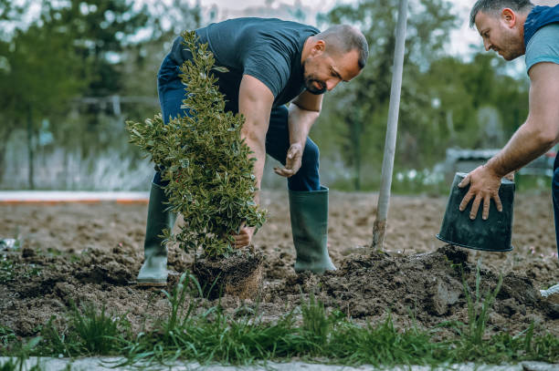 Best Lawn Drainage Solutions  in Green Meadows, OH