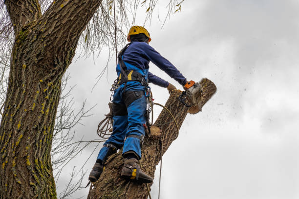 Best Tree and Shrub Care  in Green Meadows, OH