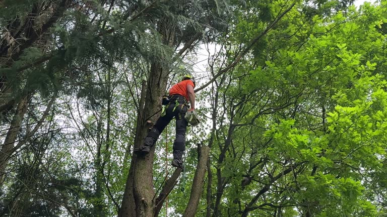 Best Weed Control  in Green Meadows, OH