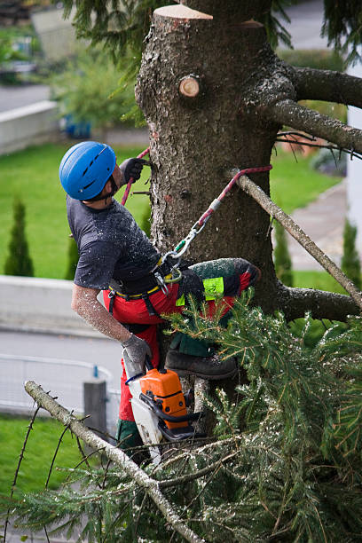 Best Lawn Disease Treatment  in Green Meadows, OH