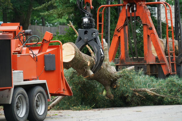 Best Lawn Renovation and Restoration  in Green Meadows, OH