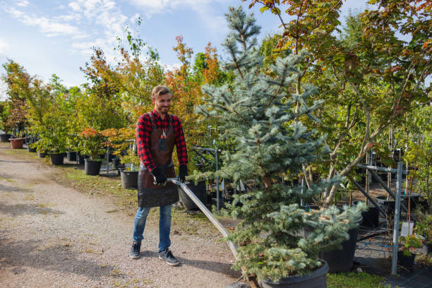 Best Tree Risk Assessment  in Green Meadows, OH