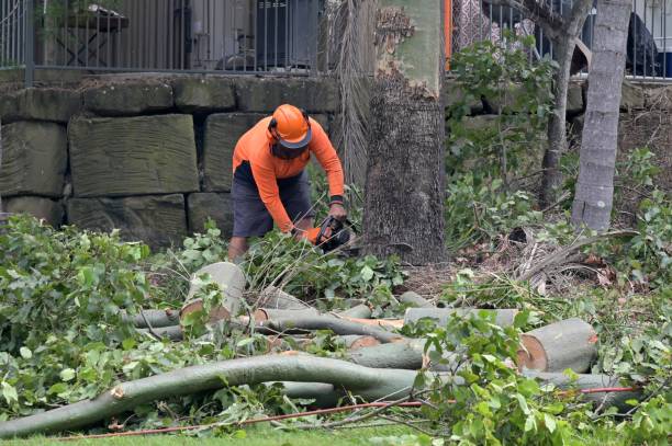 Best Tree Trimming and Pruning  in Green Meadows, OH