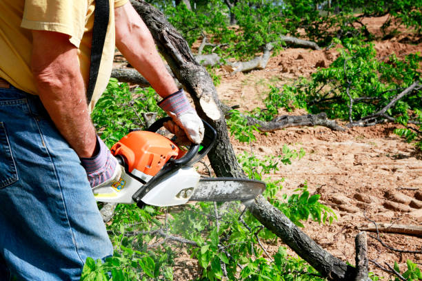 Lawn Renovation and Restoration in Green Meadows, OH